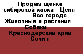 Продам щенка сибирской хаски › Цена ­ 8 000 - Все города Животные и растения » Собаки   . Краснодарский край,Сочи г.